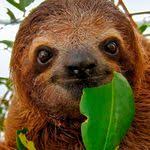 Lazy Eyes Zootopia Sloth Zootopia Funny Birthday Meme