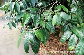 Image result for Diospyros kirkii