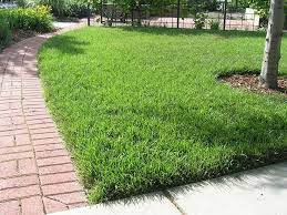 Tall Fescue Grass For Lawn Quiet Corner Fescue Grass Tall Fescue Fescue Lawn