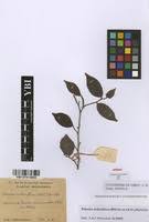 Image result for Rinorea angustifolia