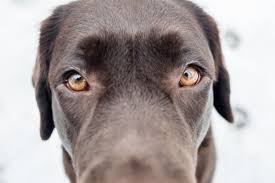 Colleges See Rise In Popularity For Emotional Support Animals Inside Higher Ed Emotional Support Animal Support Animal Emotional Support