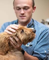 Trusted Veterinarians in Sioux Falls, SD