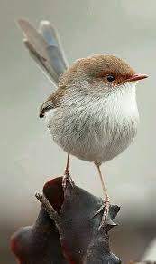Superb Fairywren Malurus Cyaneus Beautiful Birds Small Birds Pet Birds