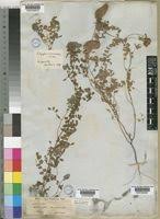 Image result for Indigofera macrocalyx
