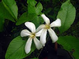 Image result for Gardenia resinifera