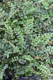 Image result for Pellaea dura