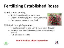 Check spelling or type a new query. Ppt Roses Powerpoint Presentation Free Download Id 1599623