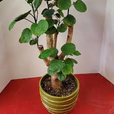 Image result for Polyscias