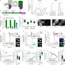 We did not find results for: Single Fluorophore Biosensors For Sensitive And Multiplexed Detection Of Signalling Activities Nature Cell Biology