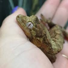 Image result for Urochloa platynota