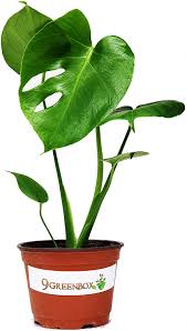 Wipe the blades of a pair of floral snips or small scissors with rubbing alcohol before you use them on the. Amazon Com Jm Bamboo Split Leaf Philodendron 6 Pot Monstera Edible Fruit Tastes Like Pineapple Home Kitchen