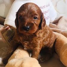 We are a cockapoo breeder located near joice, iowa. How Much Does A Cockapoo Cost 2021 We Love Doodles