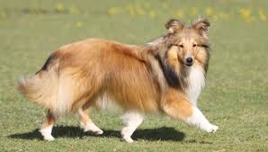 همزاد حیوان او را شاید بتوان کلپی استرالیایی (گونه‌ای از نژاد سگ) دانست. Ø¨Ø§Ù‡ÙˆØ´ ØªØ±ÛŒÙ† Ù†Ú˜Ø§Ø¯Ù‡Ø§ÛŒ Ø³Ú¯ Ù‡Ø§