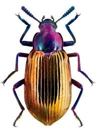 Palitra Prirody In 2020 Insects Cool Insects Beautiful Bugs