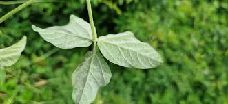 Image result for Macrotyloma stenophyllum