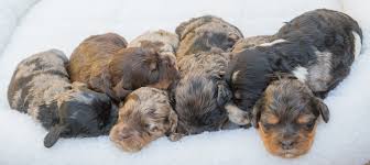 Browse thru our id verified puppy for sale listings to find your perfect puppy in your area. Best Australian Labradoodle Puppies In California See Puppies Who Have Been Adopted In California Sugar Pine Doodles Australian Labradoodles