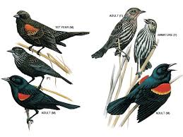 Black Bird With Red Under Wing Red Winged Blackbird National Geographic Red Wing Blackbird Black Bird Bird Illustration