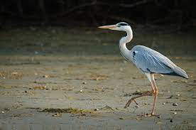 Delta poate fi considerata una din cele mai frumoase regiuni ale tarii, datorita peisajelor unice si a rezervatiei biosferei. Delta DunÄrii