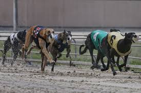Greyhound racing new zealand (grnz) is the tradename of the new grnz is an incorporated society consisting of the 12 registered member greyhound racing clubs throughout new zealand. Another Ugly Florida Campaign Over Dog Racing Politico