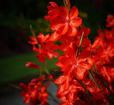 Image result for Hesperantha petitiana