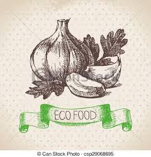 vintage garlic art drawings stock photo images 72 vintage garlic art drawings royalty free pictures and photos available to download drawings art art drawings