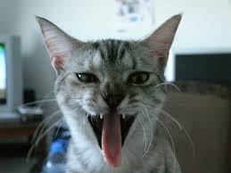 Does your kitty refuse to conceal her waste at all costs? Why Is My Cat Panting Pethelpful By Fellow Animal Lovers And Experts