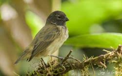 Image result for Hermannia parvula