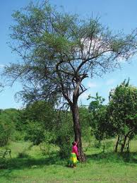 Image result for Balanitaceae