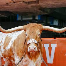 Jan 29, 2020 · for the most part, texas longhorn bull horns will grow very well when the animal is 6 to 36 months of age, at which time, the horns will begin to slow down in growth somewhat. How To Watch No 20 Texas Vs Colorado Game Time Tv Live Streaming And More Burnt Orange Nation