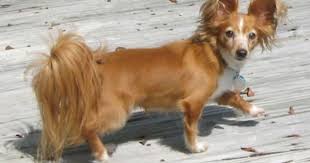 Black And White Corgi Dachshund Mix Papshund Dog Pictures Papshund Papshunds Papillon Dachshund Hybrid Dachshund Cross Dachshund Dog Hybrid Dogs