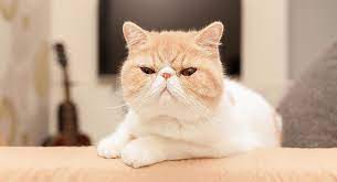 They come in extreme and traditional looks. Exotic Shorthair Cat Information Center A Breed Guide