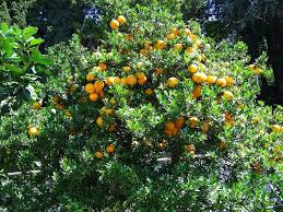Using fruit tree companion planting and animals in permaculture guilds. Piecing Together A Guild Of Your Own The Permaculture Research Institute
