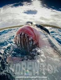 Great White Awesome Shot Shark Pictures White Sharks Types Of Sharks