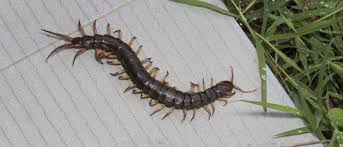 The pest control experts of san diego. National City Pest And Termite Control License To Kill National City 91950