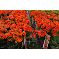 Image result for Kalanchoe calandiva