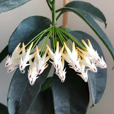 Image result for hoya multiflora