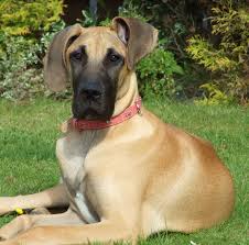 They were visibly neglected, never had true comfort, and never knew what it was like to. Honey The Gorgeous Great Dane She Is About 5 Months Old Here Great Dane Dane Dog Great Dane Rescue