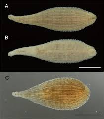 Image result for Isoglossa punctata