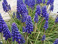 Purple flowers native to pennsylvania. Bloom Clock Keys Southeastern Pennsylvania March Purple Flowers Wikiversity