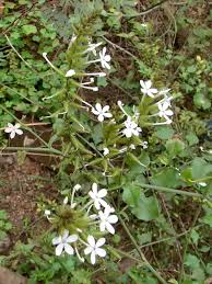 Image result for Plumbago zeylanica