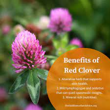 Now available in supplement form, it is believed to help with many symptoms of the menopause, as well as reducing. Red Clover Benefits