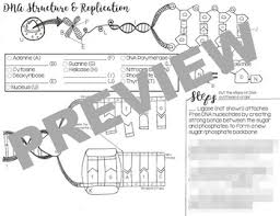 Dna structure and replication (worksheet). Dna Structure Replication Coloring Worksheet Basic Tpt