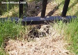 Unless you are like me and have two dogs, the question what made this hole in my yard can be hard to answer. Armadillo Problems