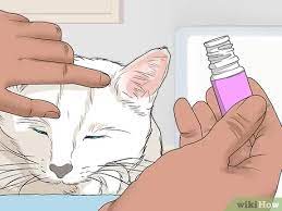 How To Calm A Cat In Heat 11 Steps With Pictures Wikihow