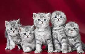 skolko stoit vislouhij kotenok shotlandca i ot chego zavisit ego cena