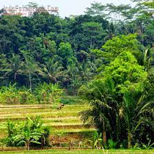 Gambar wallpaper pemandangan paling indah art gambar pemandangan alam indah harian nusantara via hariannusantara.com. Alam Pedesaan Yang Indah Wallpaper Herunterladen Alam 1586x1600 Wallpapertip