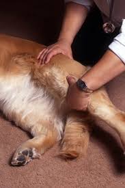 Arthrose beim hund medikamente für einen hund mit arthrose. Arthrose Hunde