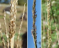 Image result for Sporobolus coromandelianus