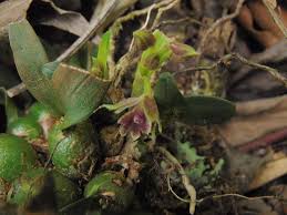 Image result for Microcharis