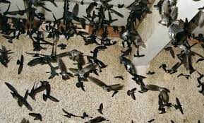 Wow.kicau burung sriti masteran terbaik!!! Pakan Bibit Benih Makanan Burung Layang Layang Walet Facebook